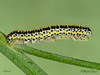  73.059 Toadflax Brocade larva 13mm Copyright Martin Evans 