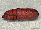  73.059 Toadflax Brocade pupa 15mm Copyright Martin Evans 