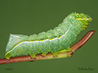  73.062 Copper Underwing larva 29mm Copyright Martin Evans Copyright Martin Evans 