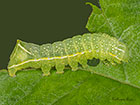  73.062 Copper Underwing larva 18mm Copyright Martin Evans 