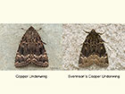  73.062 Copper Underwing and Svennson's Copper Underwing Copyright Martin Evans 