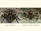  73.062 Copper Underwing and Svennson's Copper Underwing palps Copyright Martin Evans 