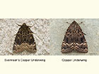  73.063 Svensson's Copper Underwing and Copper Underwing Copyright Martin Evans 