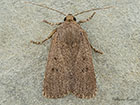  73.064 Mouse Moth Copyright Martin Evans 