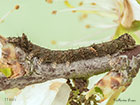  73.068 Green-brindled Crescent larva 11mm Copyright Martin Evans 