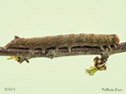  73.068 Green-brindled Crescent larva 40mm Copyright Martin Evans 