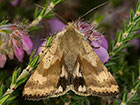  73.073 Shoulder-striped Clover Copyright Martin Evans 