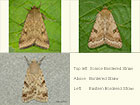  Scarce Bordered Straw, Bordered Straw and Eastern Bordered Straw Copyright Martin Evans 