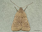  73.078 Reddish Buff Copyright Martin Evans 