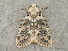  73.084 Marbled Beauty Copyright Martin Evans 