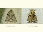  73.085 Marbled Green and Tree-lichen Beauty Copyright Martin Evans 