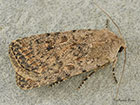  73.095 Pale Mottled Willow Copyright Martin Evans 