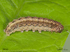  73.099 Vine's Rustic larva 18mm  Copyright Martin Evans 