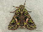 73.106 Orache Moth Copyright Martin Evans 
