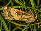  73.122 Fisher's Estuarine Moth Copyright Martin Evans  
