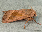  73.123 Rosy Rustic Copyright Martin Evans 