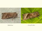  73.124 Butterbur and Rosy Rustic Copyright Martin Evans 