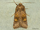  3.128 Ear Moth Copyright Martin Evans  