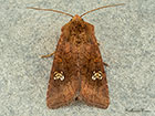  3.128 Ear Moth Copyright Martin Evans 