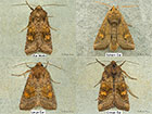  3.128 Ear Moth and similar ear species Copyright Martin Evans 