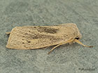  73.134 Large Wainscot Copyright Martin Evans 