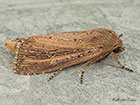  73.136 Bulrush Wainscot Copyright Martin Evans 