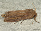  73.136 Bulrush Wainscot Copyright Martin Evans 