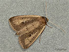  73.140 White-mantled Wainscot Copyright Martin Evans 