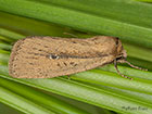  73.141 Brown-veined Wainscot Copyright Martin Evans 