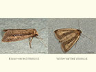  73.141 Brown-veined Wainscot and White-mantled Wainscot Copyright Martin Evans 