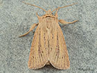  73.144 Small Wainscot Copyright Martin Evans 