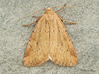 73.147 Small Dotted Buff Copyright Martin Evans 
