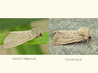  73.148 Morris's Wainscot and Concolorous  Copyright Martin Evans 