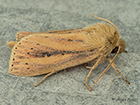  73.151 Webb's Wainscot  Copyright Martin Evans 