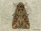  73.154 Dusky Brocade Copyright Martin Evans 