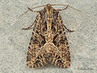  73.154 Dusky Brocade Copyright Martin Evans 