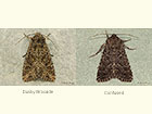  73.154 Dusky Brocade and Confused Copyright Martin Evans 