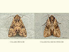  73.155 Clouded Brindle and Clouded-bordered Brindle Copyright Martin Evans 