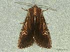  73.156 Clouded-bordered Brindle  Copyright Martin Evans 