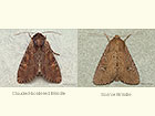  73.156 Clouded-bordered Brindle and Scarce Brindle Copyright Martin Evans 