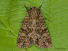  73.159 Small Clouded Brindle Copyright Martin Evans 