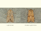  73.163 Light Arches and Reddish Light Arches Copyright Martin Evans 