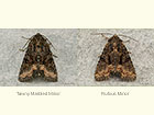  73.174 Tawny Marbled Minor and Rufous Minor Copyright Martin Evans 