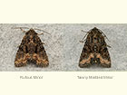  73.175 Rufous Minor and Tawny Marbled Minor Copyright Martin Evans 