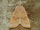  73.184 Pale-lemon Sallow Copyright Martin Evans 