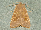  73.184 Pale-lemon Sallow Copyright Martin Evans 