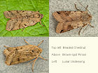 73.186 Beaded Chestnut, Brown-spot Pinion and Lunar Underwing Copyright Martin Evans 