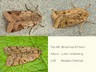  73.187 Brown-spot Pinion, Lunar Underwing and Beaded Chestnut Copyright Martin Evans 