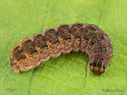  73.192 Brick larva 17mm Copyright Martin Evans 