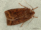  73.195 Dark Chestnut Copyright Martin Evans 